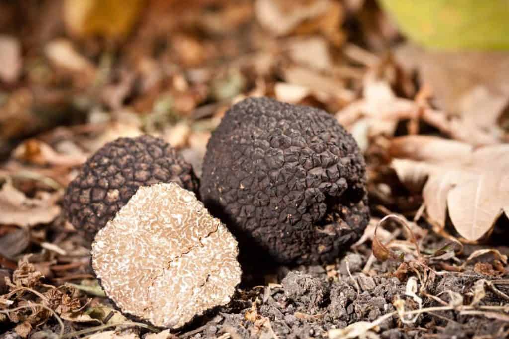 Truffle mushrooms sitting in the wild in a field